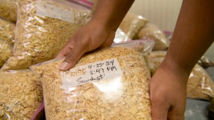 ziploc bags of sawdust marked with date and time